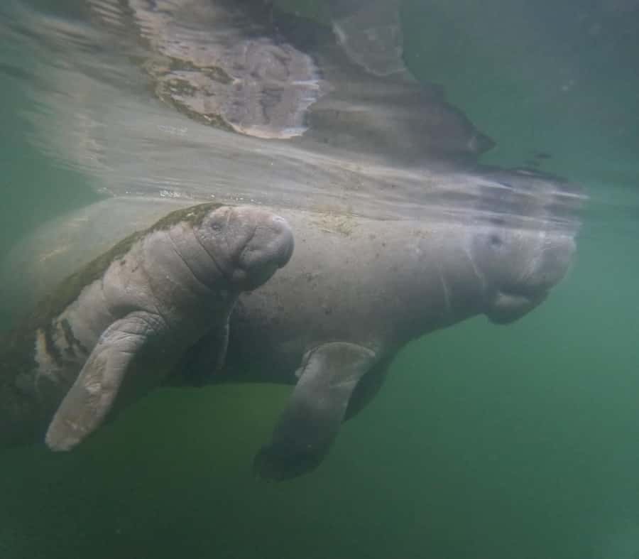 Crystal River: Swim with Manatees Private Tour Free Photos - The return to Pete’s Pier Marina