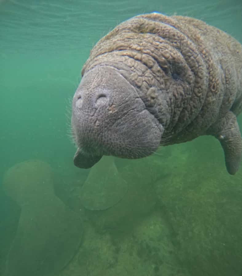 Crystal River: Swim with Manatees Private Tour Free Photos - What I like and what I would weigh carefully