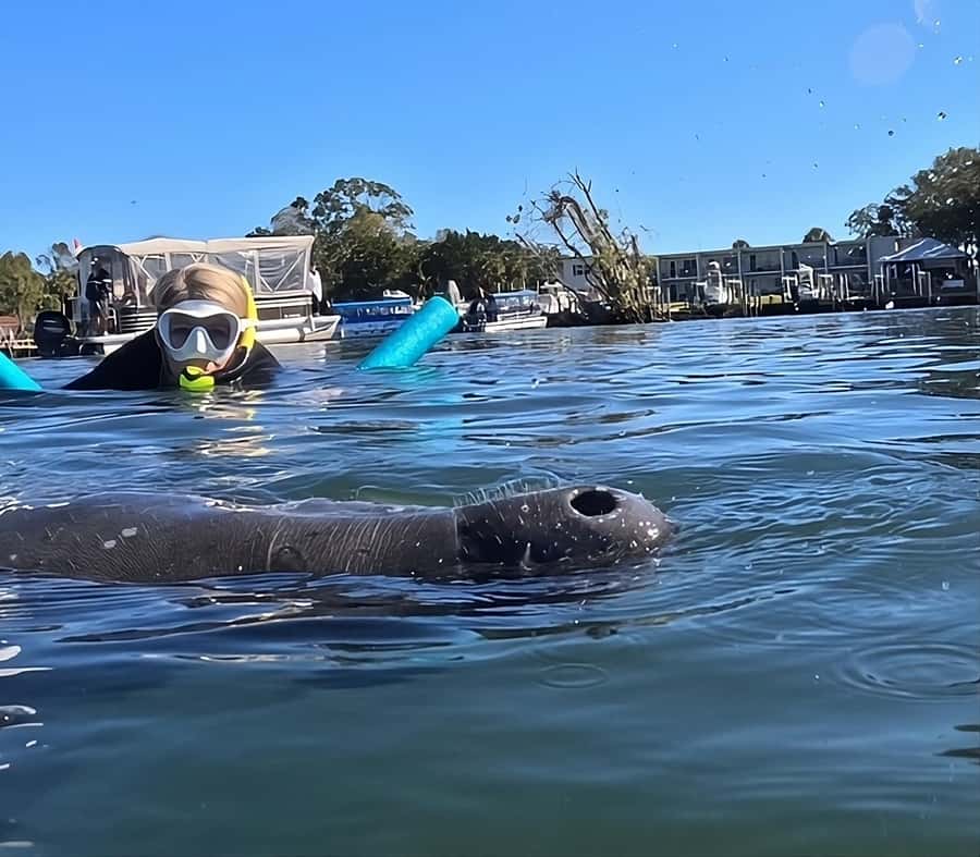 Crystal River: Swim with Manatees Private Tour Free Photos - Why Crystal River attracts so many manatees