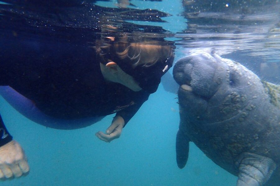 Crystal River: VIP Manatee Swim w/ In-water Photographer - Key points to know before you book