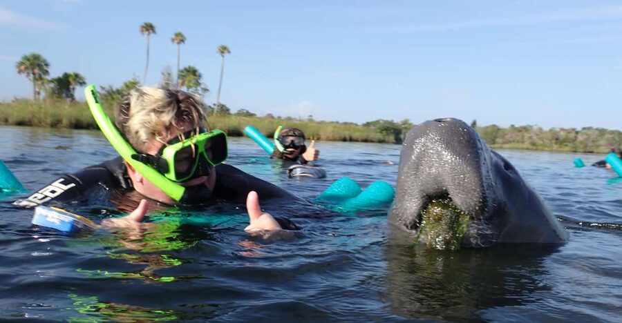 Crystal River: VIP Manatee Swim w/ In-water Photographer - Why Crystal River is one of Florida’s best manatee bases