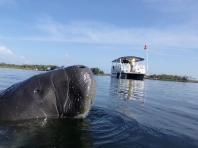 VIP Manatee Swim w/ In-water Photographer