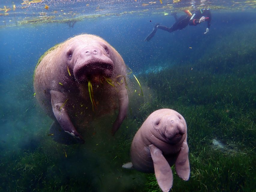 Crystal River: VIP Manatee Swim w/ In-water Photographer - Timing your trip for the best chance