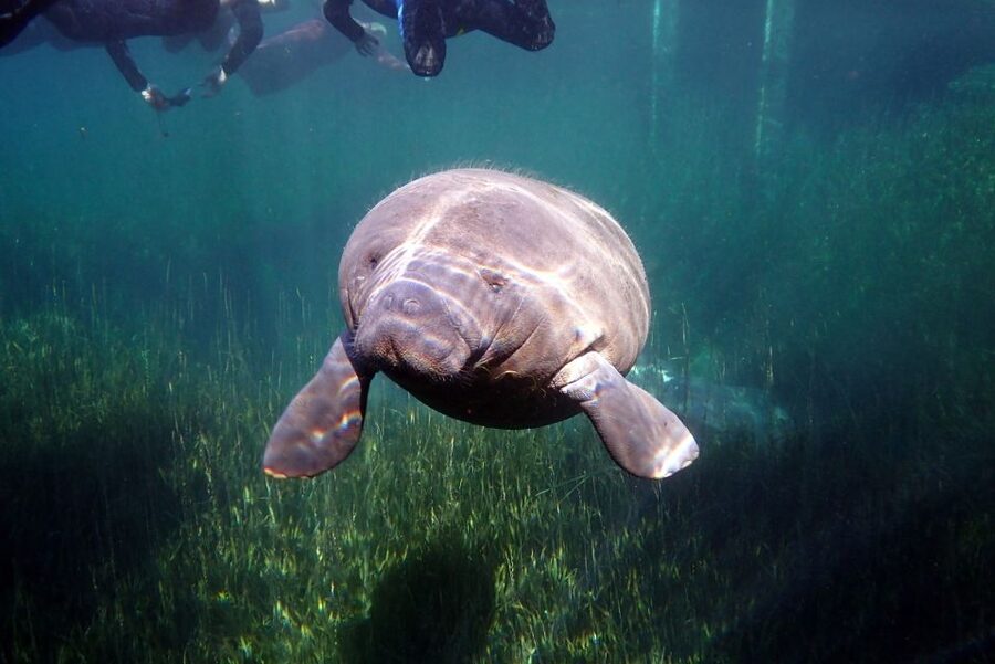 Crystal River: VIP Manatee Swim w/ In-water Photographer - The guide and captain make the biggest difference