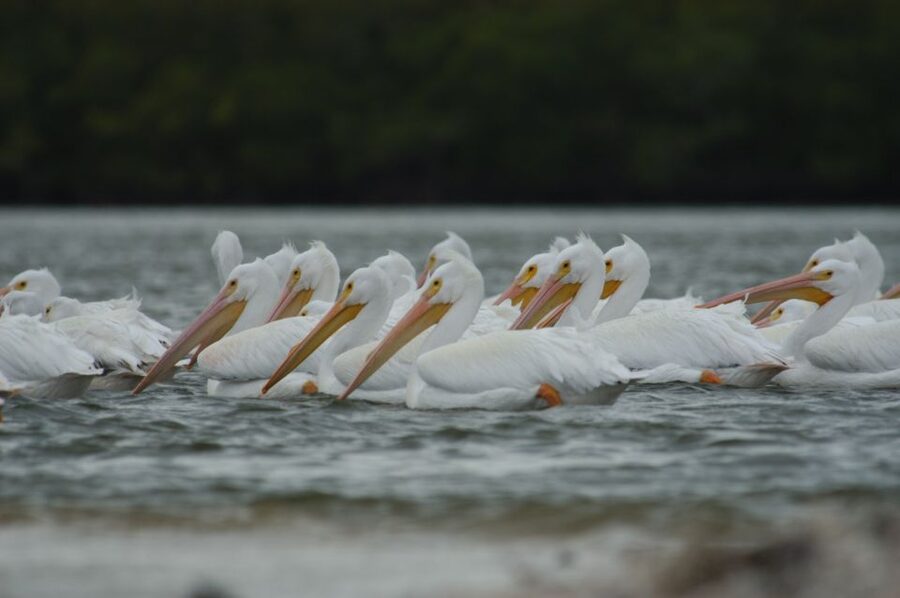 Everglades: Birding, Wildlife, and Photography Expedition - Meeting the captain at Parkway Marina