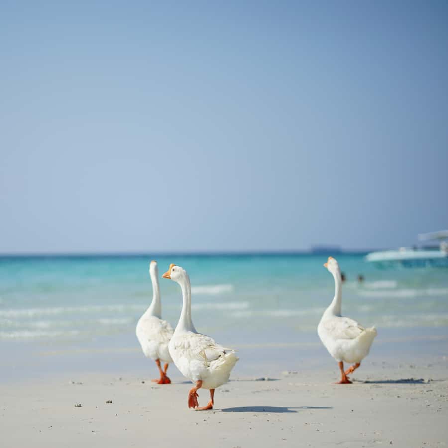 From Bangkok: Pattaya Island Trip with Drone Photos - Hardtien Beach gives you room to slow down