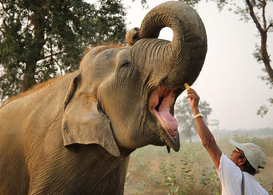 From Delhi: Taj Mahal with Photographer & Elephant SOS Tour - Should you book the Taj Mahal photographer and elephant tour?