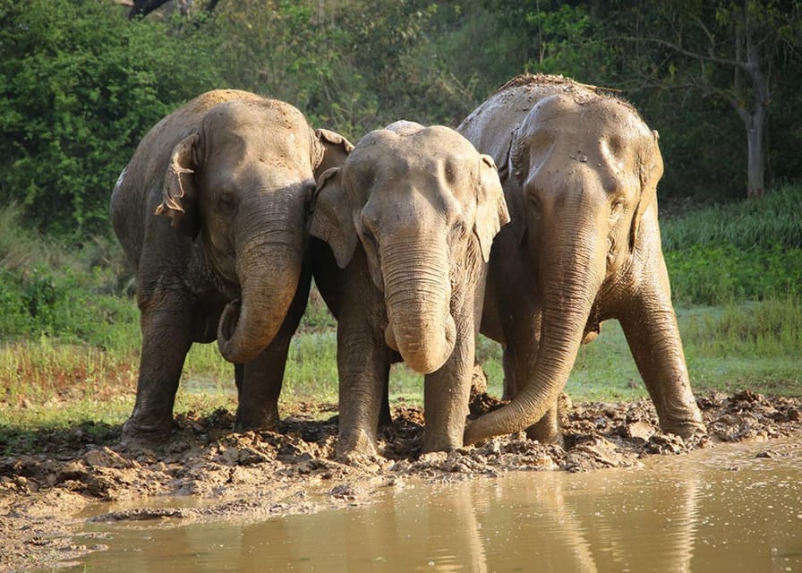 From Delhi: Taj Mahal with Photographer & Elephant SOS Tour - What the $45 price really includes