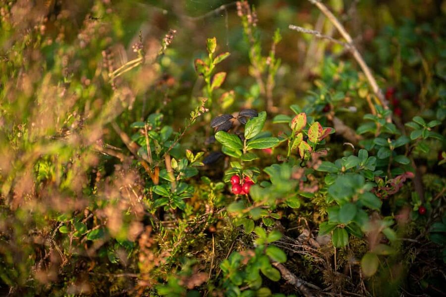 From Riga: Explore Latvian Nature With a Local Photographer - Walking through Latvian nature