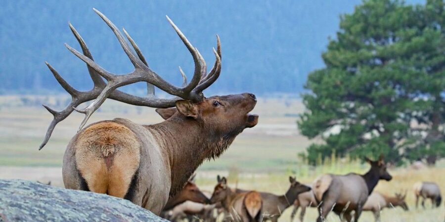 Full-Day RMNP Over the Top Tour - RMNPhotographer - Why this private RMNP tour is worth considering