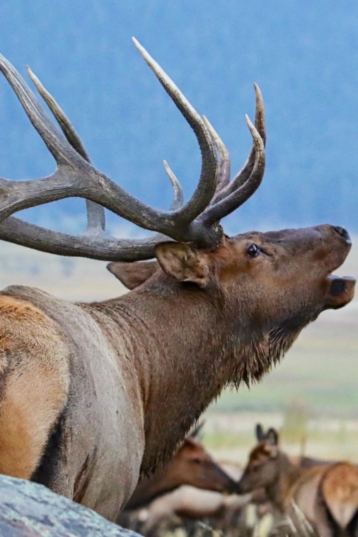 Full-Day RMNP Over the Top Tour - RMNPhotographer - Trail Ridge Road and the high country