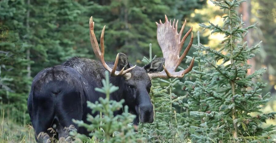 Full-Day RMNP Over the Top Tour - RMNPhotographer - Starting in Estes Park at Coffee on the Rocks