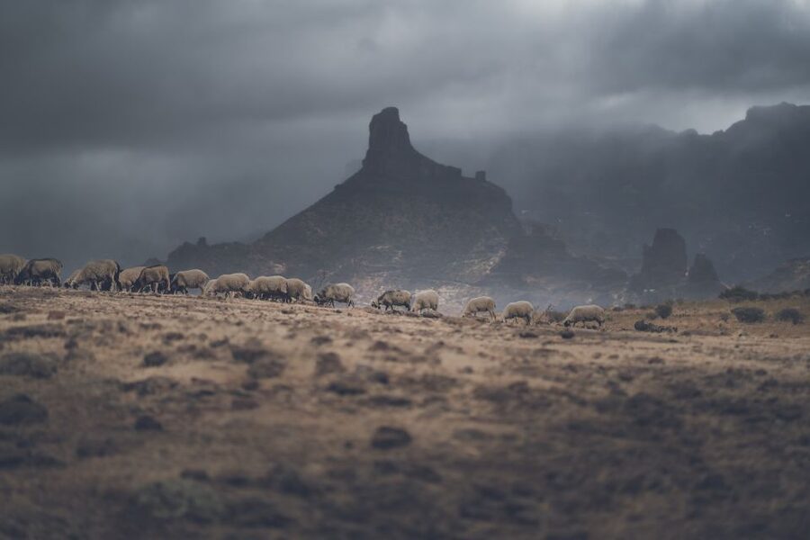 Gran Canaria: Full-Day Customizable Private Photography Tour - Artenara and the Cave Houses