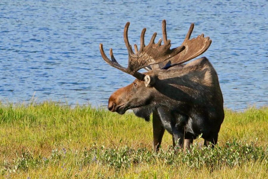 Half-Day RMNP Lakes and Meadows Tour-RMNPhotographer - Who will get the most from this tour