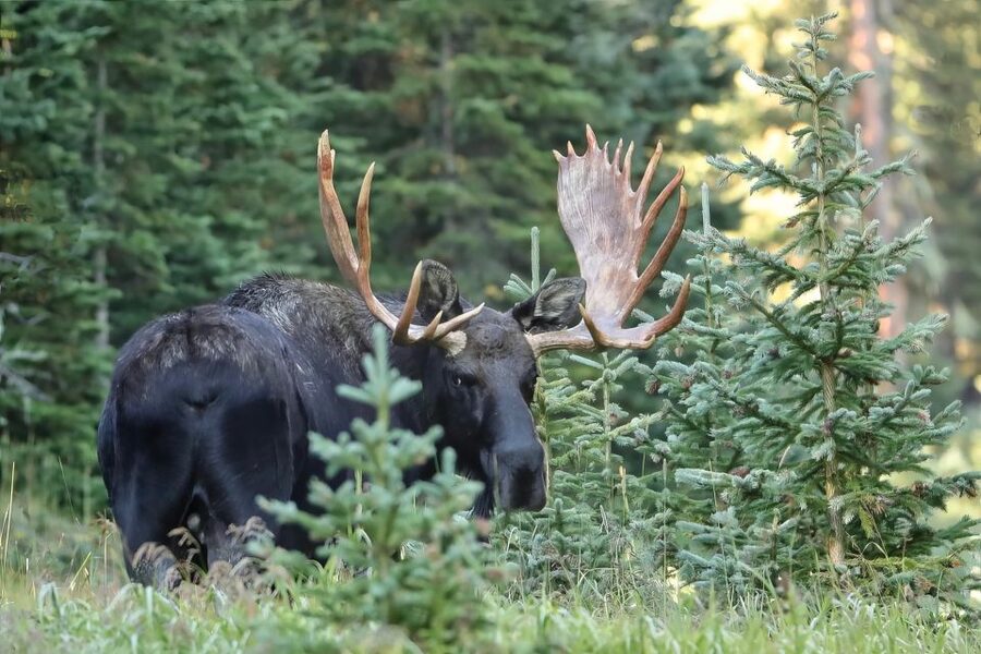Half-Day RMNP Mountains to Sky Tour-RMNPhotographer - Timing, comfort, and what to pack