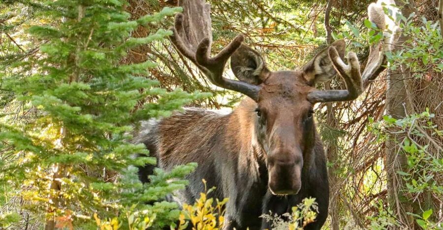 Half-Day RMNP Mountains to Sky Tour-RMNPhotographer - Horseshoe Park and the lower park scenery