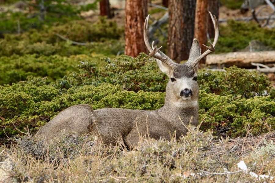 Half-Day RMNP Mountains to Sky Tour-RMNPhotographer - The guide makes the difference