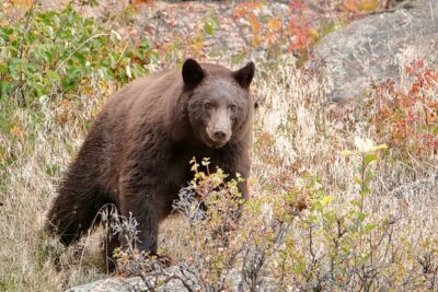Half-Day Rocky Mountain National Park “Mountains to Sky Tour” – RMNPhotographer