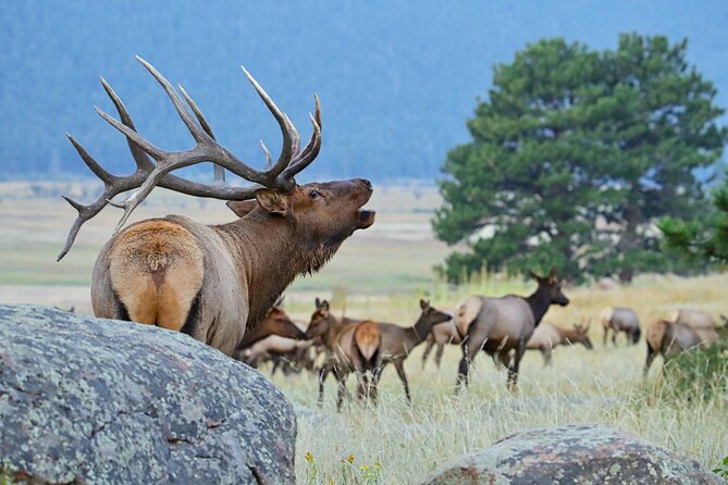 Half-Day Rocky Mountain National Park "Mountains to Sky Tour" - RMNPhotographer - Wildlife and photography are the tour’s special strength