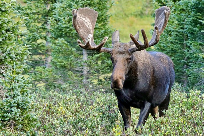 Half-Day Rocky Mountain National Park "Mountains to Sky Tour" - RMNPhotographer - What the $129 price really buys