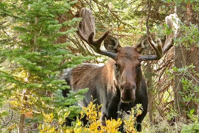 Half-Day Rocky Mountain National Park "Mountains to Sky Tour" - RMNPhotographer - Who should book this experience?