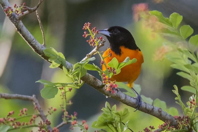 Jaco Birdwatching and Photography with Sergio - Why This Jacó Bird Tour Works So Well