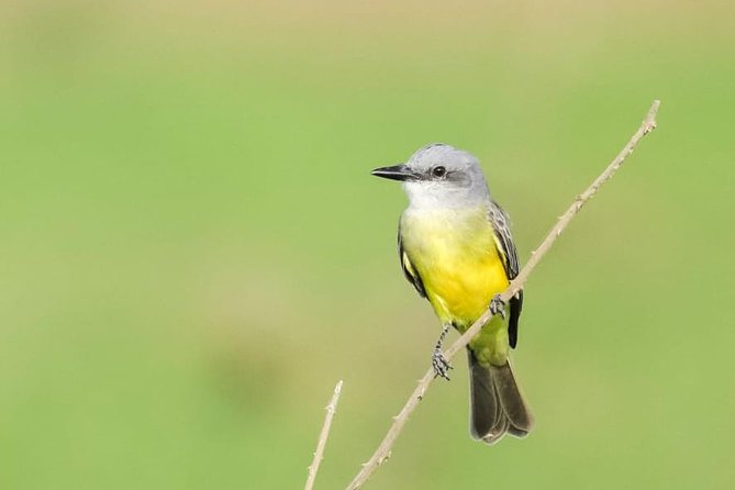 Jaco Birdwatching and Photography with Sergio - Photography Help Makes This More Than a Bird Walk