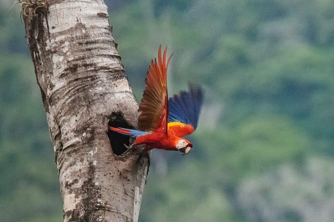 Jaco Birdwatching and Photography with Sergio - The Early Pickup Sets the Tone