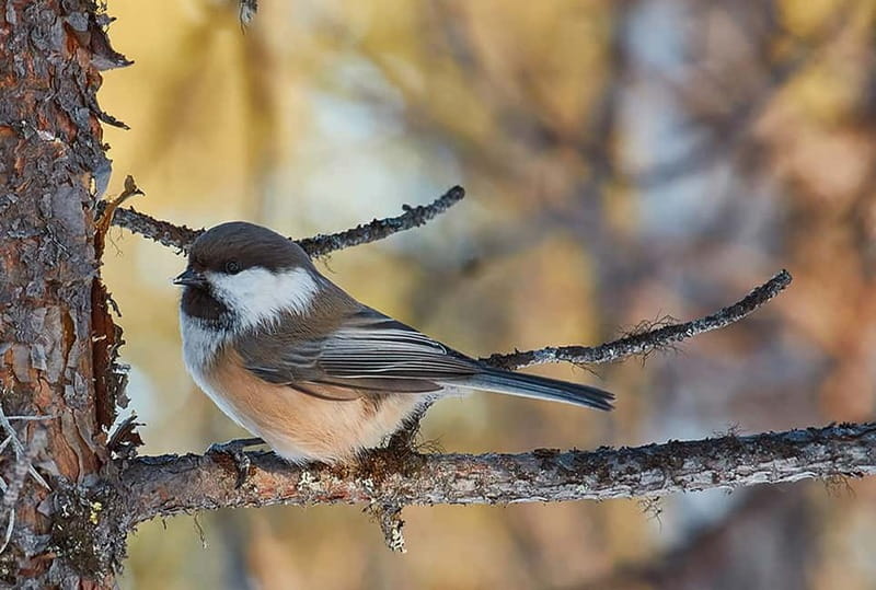 Kiruna: Wildlife and nature photography - Five things to know before you go