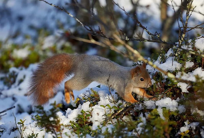 Kiruna: Wildlife and nature photography - What this Kiruna photography tour is really about