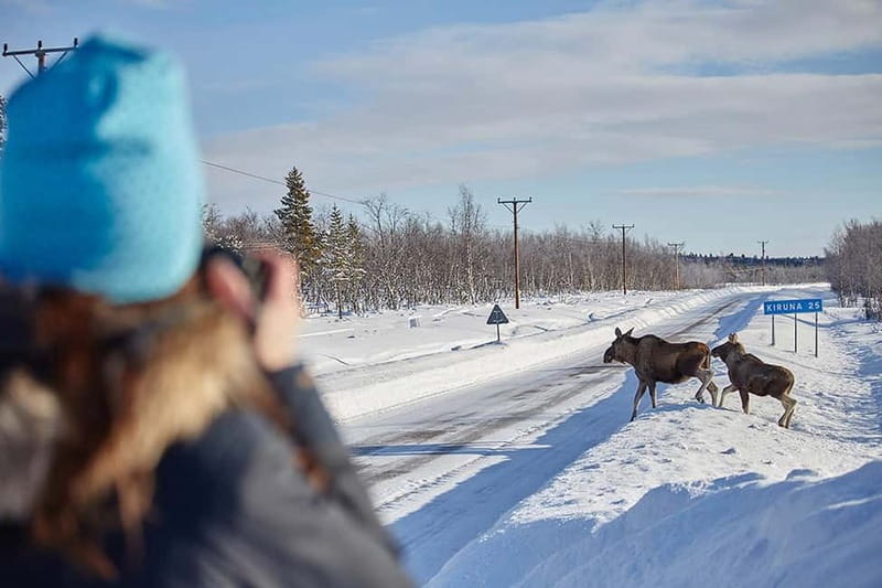 Kiruna: Wildlife and nature photography - Following moose through Arctic nature