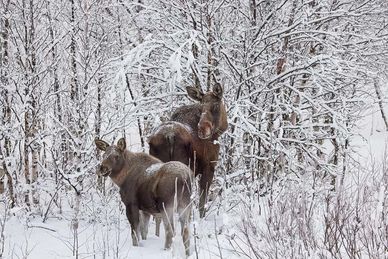 Kiruna: Wildlife and nature photography - Pickup in Kiruna and the first camera lesson
