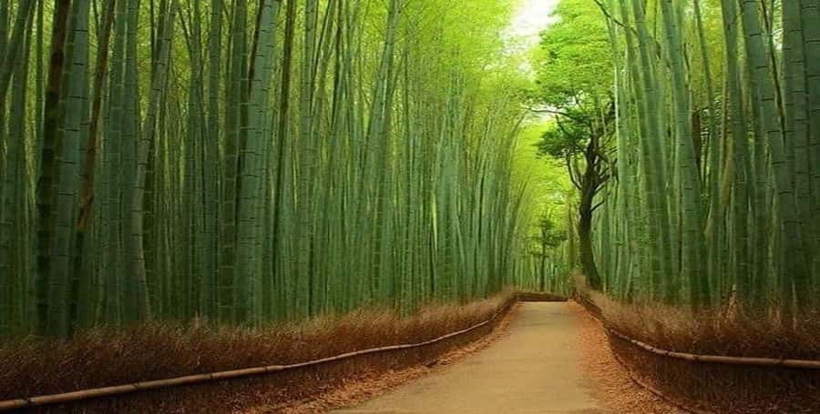 Kyoto:Private Tour/Luxury Vehicle with Guide & photographer - What the private Kyoto format really gives you