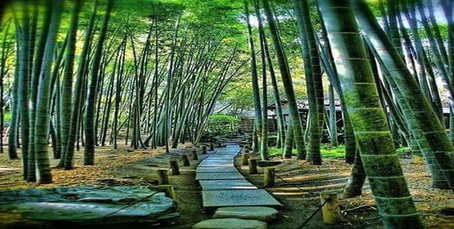 Kyoto:Private Tour/Luxury Vehicle with Guide & photographer - Fushimi Inari Taisha and its famous gates