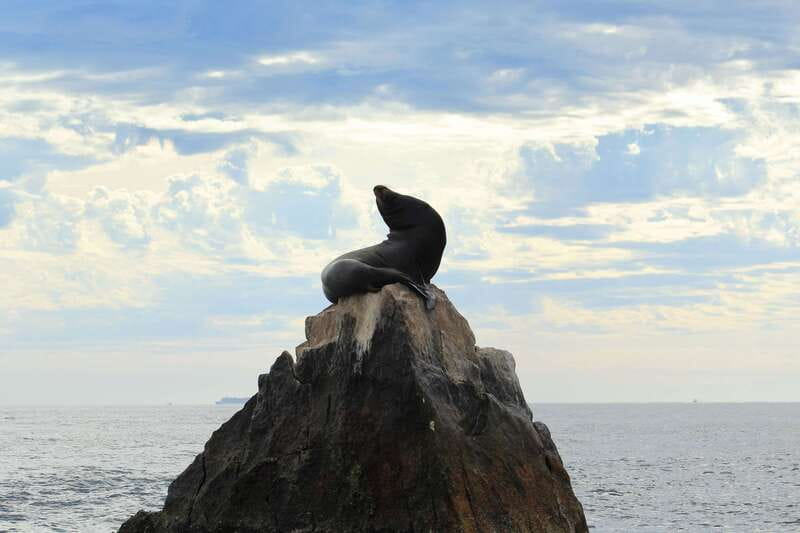 Los Cabos: Whale Watching (Transport and Pictures Included) - Who will enjoy this most?