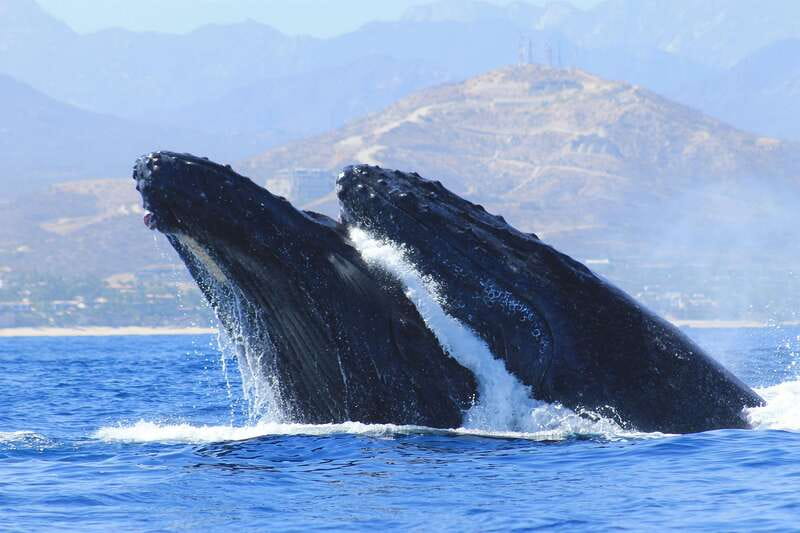 Los Cabos: Whale Watching (Transport and Pictures Included) - Getting from your hotel to Cabo Marina