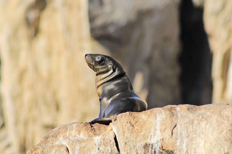 Los Cabos: Whale Watching (Transport and Pictures Included) - The Arch and the sea lions at Land’s End