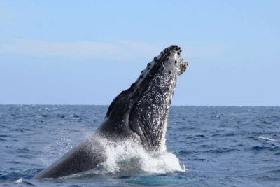 Los Cabos: Whale Watching (Transport and Pictures Included)