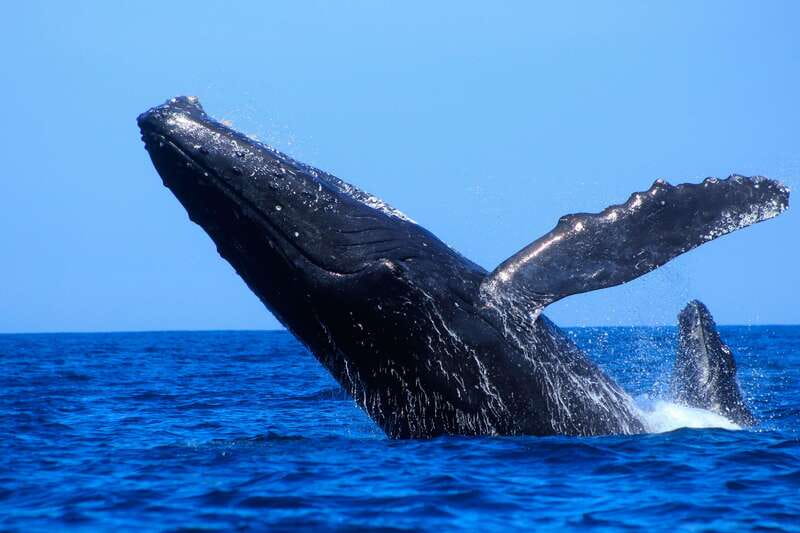 Los Cabos: Whale Watching (Transport and Pictures Included) - Two hours searching the Gulf of California