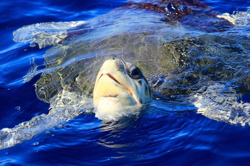 Los Cabos: Whale Watching (Transport and Pictures Included) - What the guide and captain add