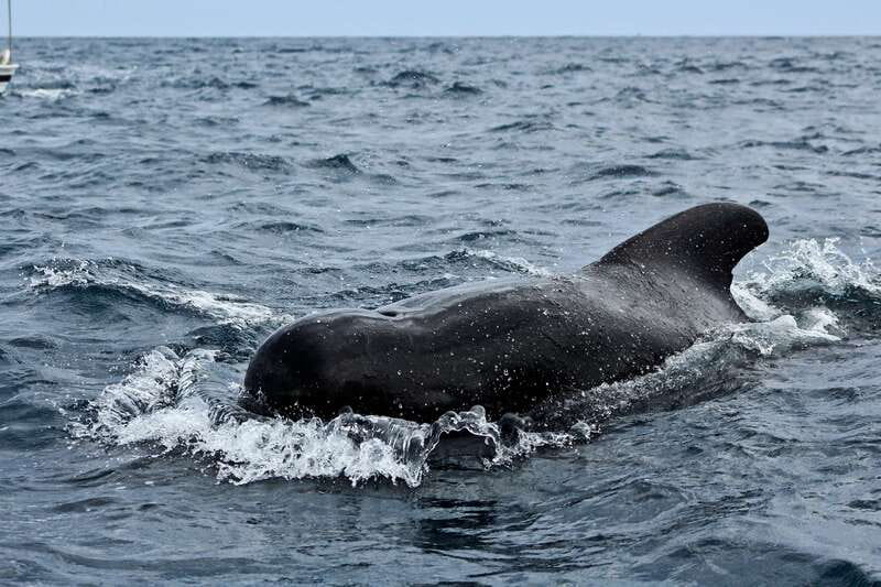 Los Cabos: Whale Watching (Transport and Pictures Included) - Included photos let you watch instead of work