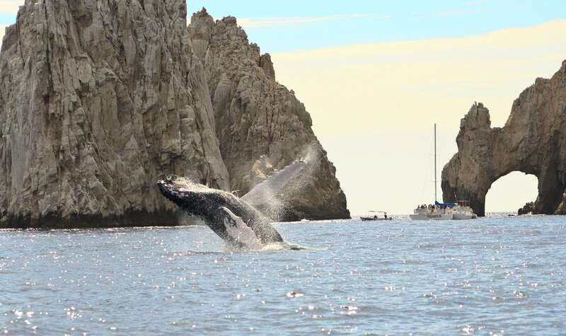 Los Cabos: Whale Watching (Transport and Pictures Included) - Motion, weather, and comfort