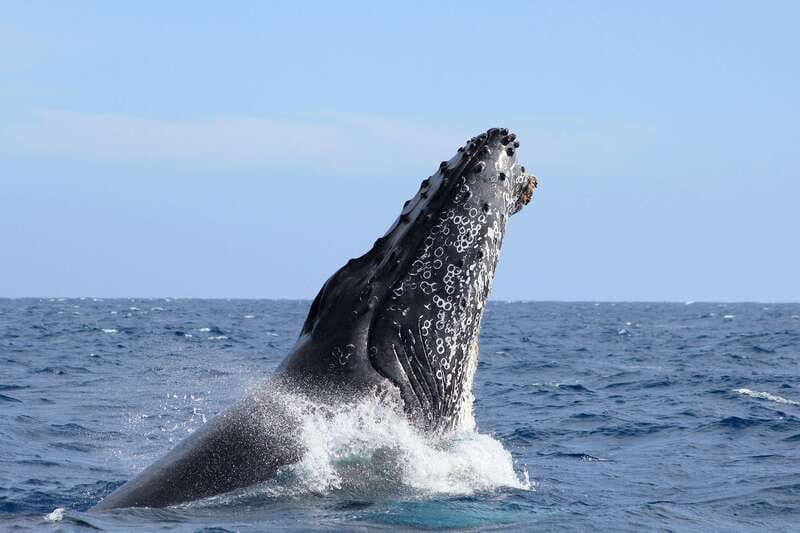 Los Cabos: Whale Watching (Transport and Pictures Included) - A practical start at the marina
