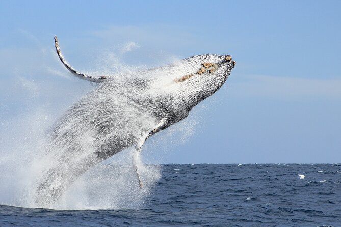 Los Cabos Whale Watching (Transportation and Pictures Included) - Key points at a glance