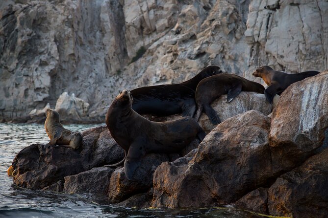 Los Cabos Whale Watching (Transportation and Pictures Included) - The included photos are a real value