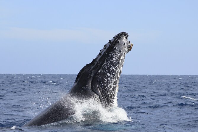 Los Cabos Whale Watching (Transportation and Pictures Included) - Morning departures, motion, and comfort