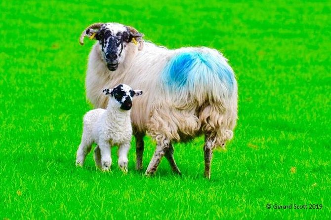 Luxury Photography Day Tour on Ring of Kerry and Skellig Ring - Fully Guided and Chauffeured - Five things to know before you book