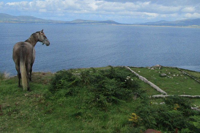 Luxury Photography Day Tour on Ring of Kerry and Skellig Ring - Fully Guided and Chauffeured - Sheep herding and Skelligs Chocolate
