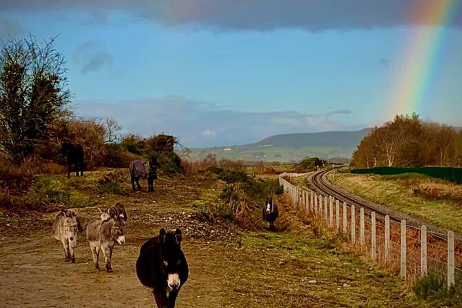 Luxury Photography Day Tour on Ring of Kerry and Skellig Ring - Fully Guided and Chauffeured - A guide who matters to the experience