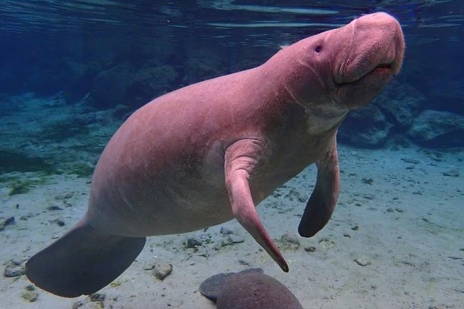 Manatee Swim Tour with In Water Photographer - Meeting manatees in their natural home